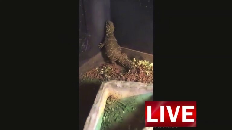 a lezard dances on the title energic boy of the artist: kharYsma Arafat NZABA,